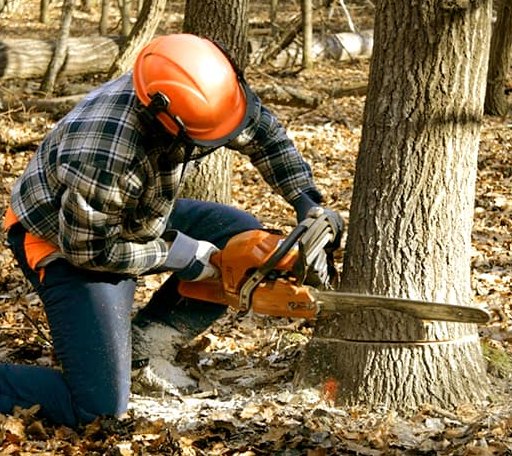 Tree Removal in Orient, NY